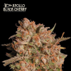 Apollo Black Cherry Auto - Semi Autofiorenti
