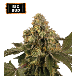 Big Bud Auto - Semi Autofiorenti