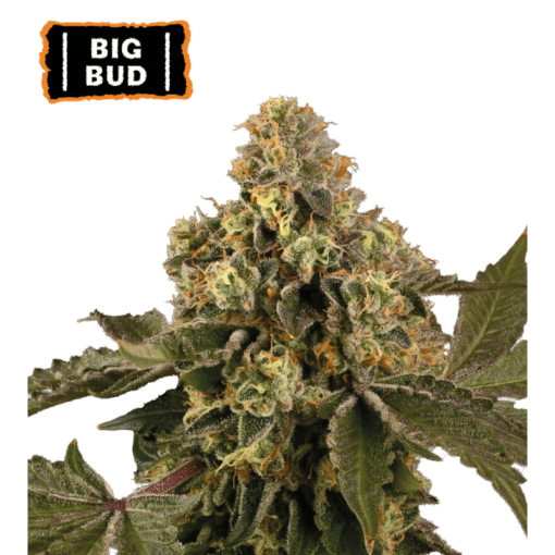 Big Bud Auto - Semi Autofiorenti