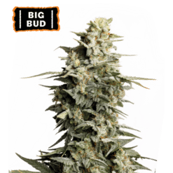 Big Bud - Semi Stagionali Fotoperiodici