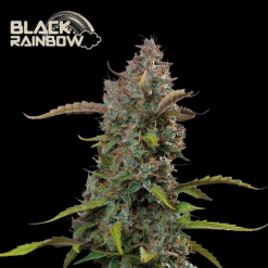 Black Rainbow Auto - Semi Autofiorenti