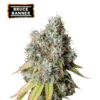 Bruce Banner Auto - Semi Autofiorenti