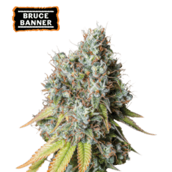 Bruce Banner Auto - Semi Autofiorenti
