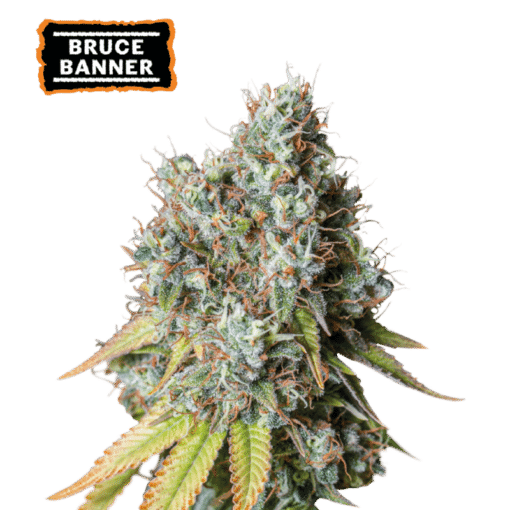 Bruce Banner Auto - Semi Autofiorenti