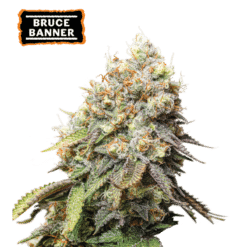 Bruce Banner - Semi Stagionali Fotoperiodici