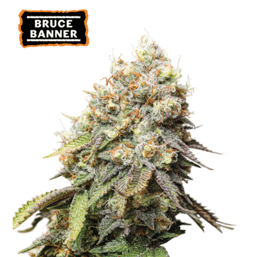 Bruce Banner - Semi Stagionali Fotoperiodici