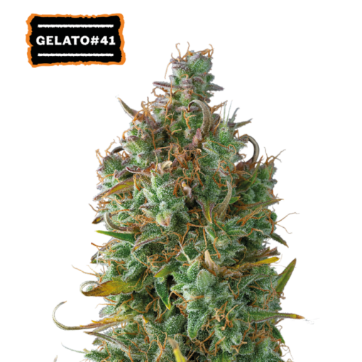 Gelato 41 Auto - Semi Autofiorenti