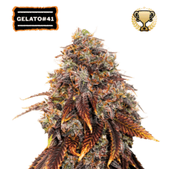 Gelato 41 - Semi Stagionali Fotoperiodici