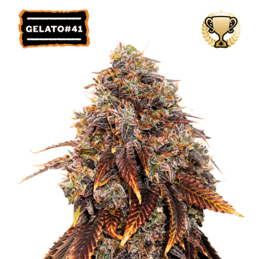 Gelato 41 - Semi Stagionali Fotoperiodici