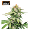 GG4 Auto - Semi Autofiorenti