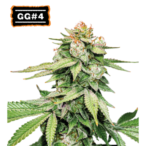 GG4 Auto - Semi Autofiorenti