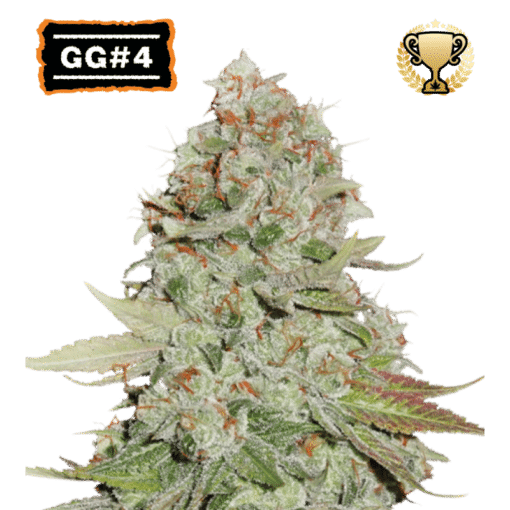 GG4 - Semi Stagionali Fotoperiodici