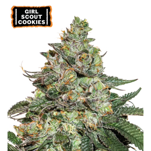 Girl Scout Cookies Auto - Semi Autofiorenti