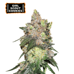 Girl Scout Cookies - Semi Stagionali Fotoperiodici