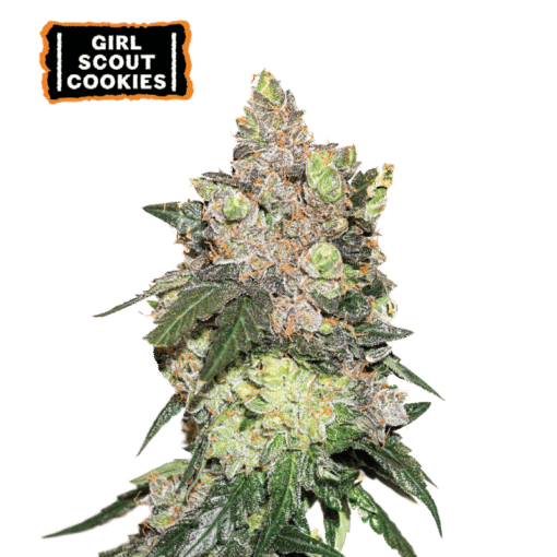 Girl Scout Cookies - Semi Stagionali Fotoperiodici