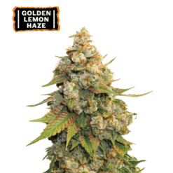Golden Lemon Haze - Semi Stagionali Fotoperiodici
