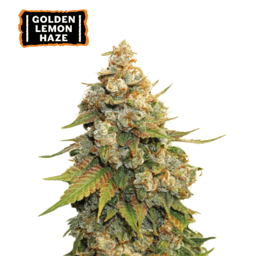 Golden Lemon Haze - Semi Stagionali Fotoperiodici