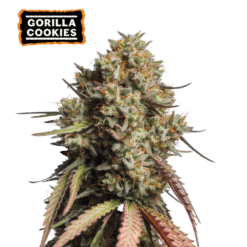 Gorilla Cookies Auto - Semi Autofiorenti