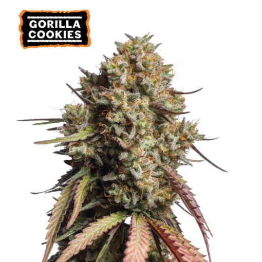 Gorilla Cookies Auto - Semi Autofiorenti