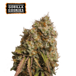 Gorilla Cookies - Semi Stagionali Fotoperiodici
