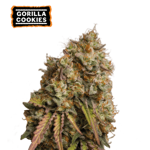Gorilla Cookies - Semi Stagionali Fotoperiodici