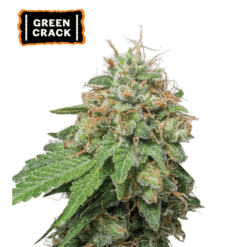 Green Crack Auto - Semi Autofiorenti