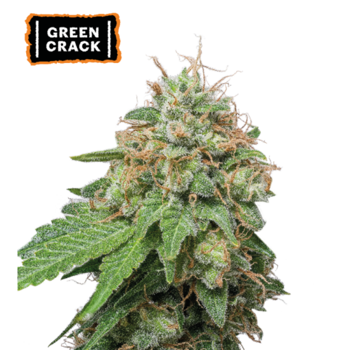 Green Crack Auto - Semi Autofiorenti