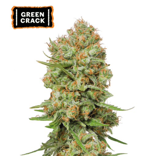 Green Crack - Semi Stagionali Fotoperiodici