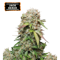 Jack Herer Auto - Semi Autofiorenti