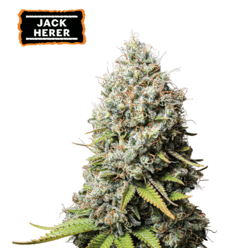 Jack Herer - Semi Stagionali Fotoperiodici