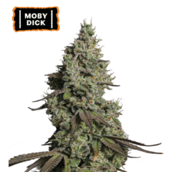 Moby Dick Auto - Semi Autofiorenti