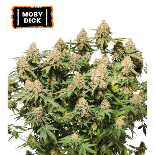 Moby Dick - Semi Stagionali Fotoperiodici