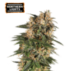 Northern Lights Auto - Semi Autofiorenti