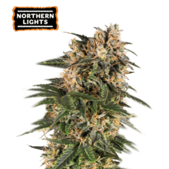 Northern Lights Auto - Semi Autofiorenti
