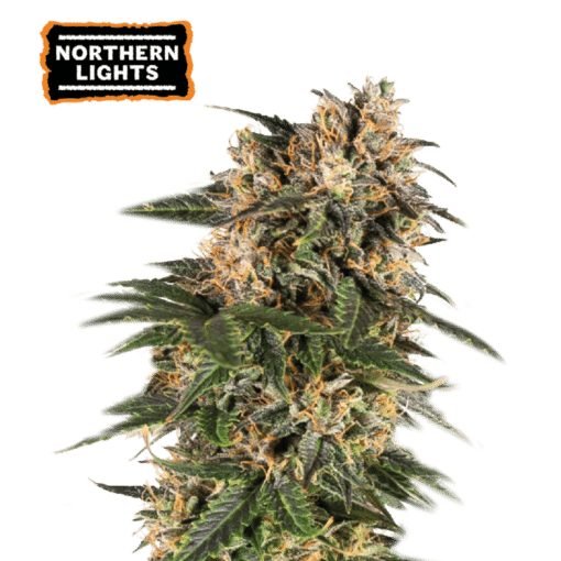 Northern Lights Auto - Semi Autofiorenti