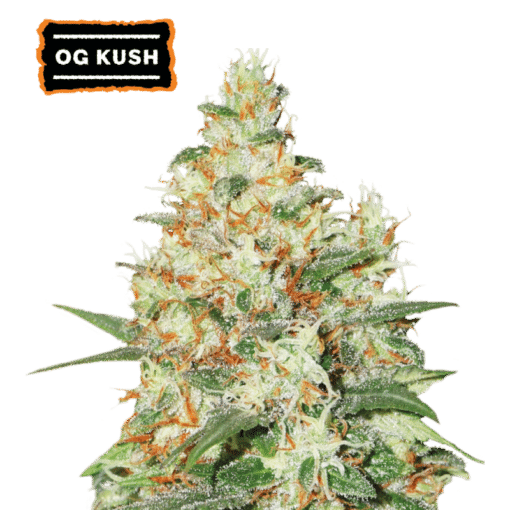 O.G Kush Auto - Semi Autofiorenti