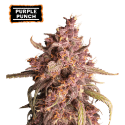 Purple Punch Auto - Semi Autofiorenti