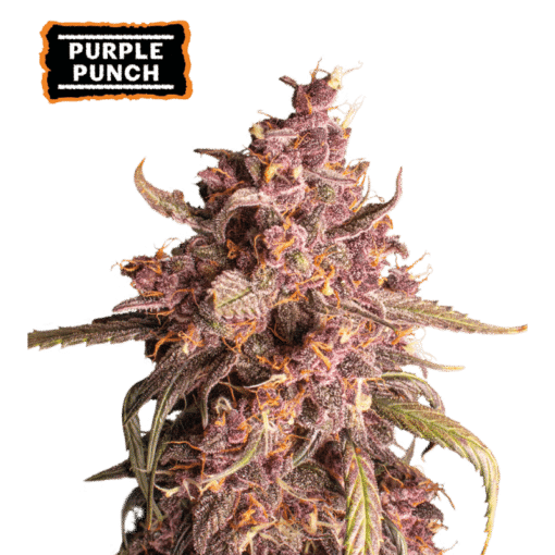 Purple Punch Auto - Semi Autofiorenti