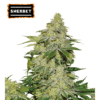 Sherbet Auto - Semi Autofiorenti