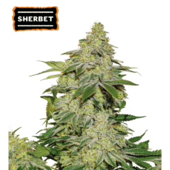 Sherbet Auto - Semi Autofiorenti