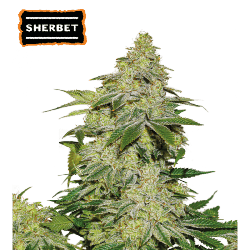 Sherbet Auto - Semi Autofiorenti