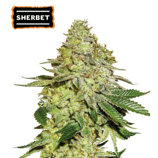 Sherbet - Semi Stagionali Fotoperiodici
