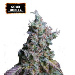 Sour Diesel Auto - Semi Autofiorenti