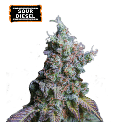 Sour Diesel Auto - Semi Autofiorenti