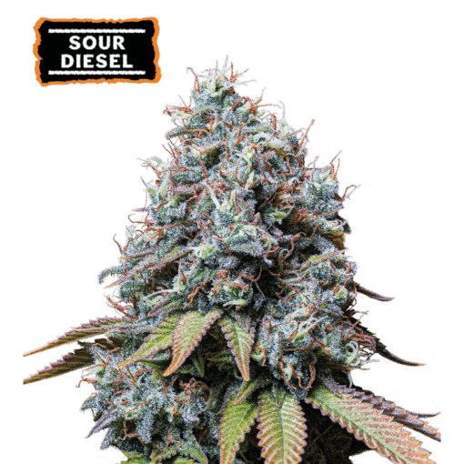 Sour Diesel - Semi Stagionali Fotoperiodici