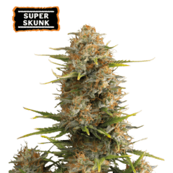 Super Skunk Auto - Semi Autofiorenti