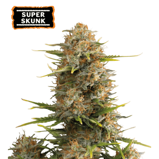Super Skunk Auto - Semi Autofiorenti