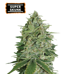 Super Skunk - Semi Stagionali Fotoperiodici