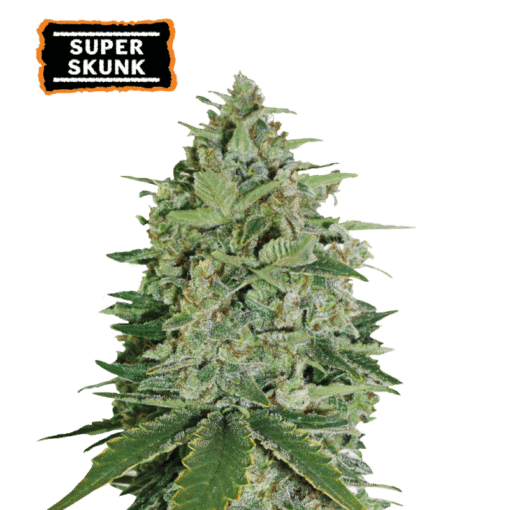 Super Skunk - Semi Stagionali Fotoperiodici
