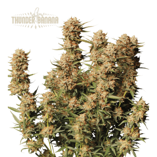 Thunder Banana Auto - Semi Autofiorenti